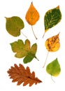 Collection beautiful colorful autumn leaves isolated on white background Royalty Free Stock Photo