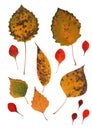 Collection beautiful colorful autumn leaves isolated on white background. Set of red, brown, green and yellow aspen, poplar, Royalty Free Stock Photo