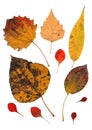 Collection beautiful colorful autumn leaves isolated on white background. Set of red, brown, green and yellow aspen Royalty Free Stock Photo