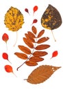 Collection beautiful colorful autumn leaves isolated on white background. Set of red, brown and yellow aspen, poplar, hawthorn, Royalty Free Stock Photo