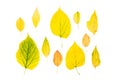 Collection beautiful colorful autumn leaves isolated on white background. Top view, flat lay Royalty Free Stock Photo