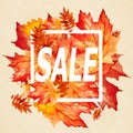 Collection beautiful colorful autumn leaves for print Royalty Free Stock Photo