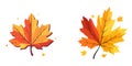 collection beautiful colorful autumn leaves vector Royalty Free Stock Photo