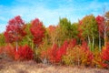 Multi colored autumn trees. Royalty Free Stock Photo
