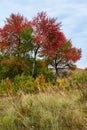 Collection of beautiful colorful autumn trees Royalty Free Stock Photo