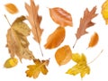 Collection beautiful colorful different autumn leaves, blowing through the air isolated on white background, autumn concept backgr Royalty Free Stock Photo