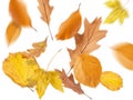 Collection beautiful colorful different autumn leaves, blowing through the air isolated on white background, autumn concept backgr Royalty Free Stock Photo