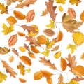 Collection beautiful colorful different autumn leaves, blowing through the air isolated on white background, autumn concept backgr Royalty Free Stock Photo