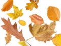 Collection beautiful colorful different autumn leaves, blowing through the air isolated on white background, autumn concept backgr Royalty Free Stock Photo