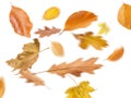 Collection beautiful colorful different autumn leaves, blowing through the air isolated on white background, autumn concept backgr Royalty Free Stock Photo