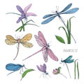 Collection of beautiful colorful dragonflies isolated on white background. Gorgeous winged insects flying and sitting on