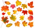 Collection beautiful colourful autumn leaves isolated on white