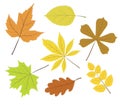 Collection beautiful colourful autumn leaves isolated on white b Royalty Free Stock Photo
