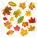 Collection beautiful colourful autumn leaves isolated on white