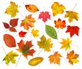 Collection beautiful colourful autumn leaves isolated on white Royalty Free Stock Photo