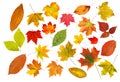 Collection beautiful colourful autumn leaves isolated on white