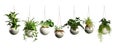 Collection of beautiful green plants hanging in ceramic pot planters isolated on white background