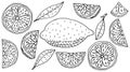 Collection of beautiful hand drawing icons of lemon fruit, isolated. Set of contour of whole lemon, slice, quarter. Vector