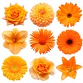 Collection beautiful head orange flowers of gerbera, hemerocallis , rose, dahlia, chrysanthemum, calendula, lily isolated on white Royalty Free Stock Photo