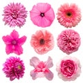 Collection beautiful head pink flowers of cyclamen, poppy, dahlia, rose, daisy, gerbera, chrysanthemum, lavatera isolated on white Royalty Free Stock Photo