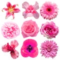 Collection beautiful head pink flowers of dahlia, rose, daisy, lily, gerbera, chrysanthemum, iris, peony isolated on white Royalty Free Stock Photo