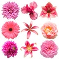 Collection beautiful head pink flowers of lily, amaryllis, iris, dahlia, daisy, gerbera isolated on white background Royalty Free Stock Photo