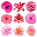 Collection beautiful head pink flowers of lily, amaryllis, tulip, poppy, dahlia, daisy, gerbera, lavatera isolated on white Royalty Free Stock Photo