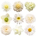 Collection beautiful head white flowers of hydrangea, dahlia, rose, chamomile, daffodil, helleborus, peony, daisy