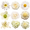 Collection beautiful head white flowers of hydrangea, dahlia, rose, lily, helleborus, peony, daisy isolated on white background Royalty Free Stock Photo