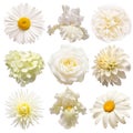 Collection beautiful head white flowers of iris, hydrangea, dahlia, rose, chamomile, peony, daisy isolated on white background Royalty Free Stock Photo