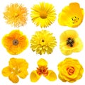 Collection beautiful head yellow flowers of rose, dahlia, daisy, gerbera, poppy, tigridia, tulip, lily Royalty Free Stock Photo