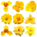 Collection beautiful head yellow flowers of rose, daisy, narcissus, iris, tigridia, lily, tulip isolated on white background Royalty Free Stock Photo