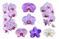 Collection of beautiful Phalaenopsis orchid flowers, isolated on white background Royalty Free Stock Photo