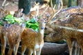 A collection of beautiful photos of deer and bulls in the zoo