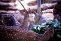 A collection of beautiful photos of deer and bulls in the zoo