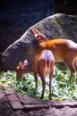 A collection of beautiful photos of deer and bulls in the zoo