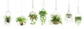 Collection of beautiful plants hanging in various pots isolated on white background. 3D render. Royalty Free Stock Photo