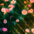 Collection of beautiful small pink and yellow flowers with lovely light and bokeh Royalty Free Stock Photo