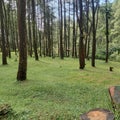 A collection of beautiful trees in a green park area