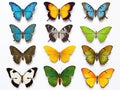 Collection of beautiful tropical butterflies