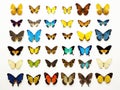 Collection of beautiful tropical butterflies