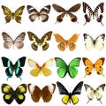 Collection of beautiful tropical butterflies