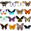 Collection of beautiful tropical butterflies