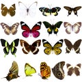 Collection of beautiful tropical butterflies