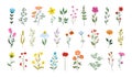 Collection of beautiful wild herbs, herbaceous flowering plants, blooming flowers, isolated on white background. Hand