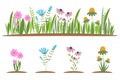 Collection of beautiful wild herbs, herbaceous flowering plants, blooming flowers, shrubs and subshrubs isolated on white