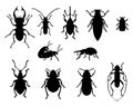 Collection of beetles