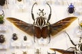 Collection of beetles. Goliath beetle.