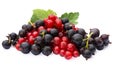 Collection of berries. Fresh  red and black currants isolated on white background. Bright summer treat Royalty Free Stock Photo