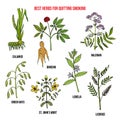 Collection of best herbs for quitting smoking